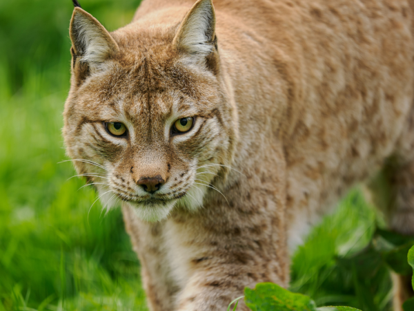Animal Carer Experience