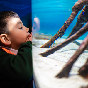 Buy Home Educator Wednesdays Tickets Online National Marine Aquarium   Image F20aa969 5c7c 47d3 Badc Cbc20f9202b2.600x300 