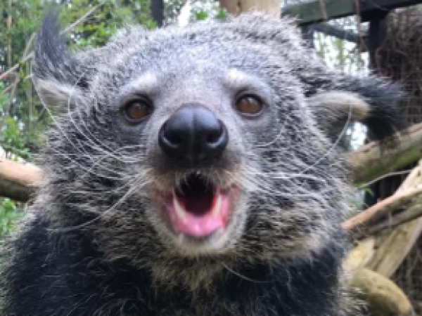 Behind the scenes - Binturong