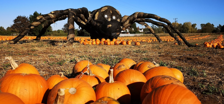 Daytime PYO Pumpkins 2024