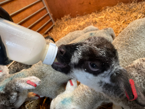 Bottle feeding the Lambs