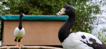 Meet Laura the Magpie Goose VIP Experience