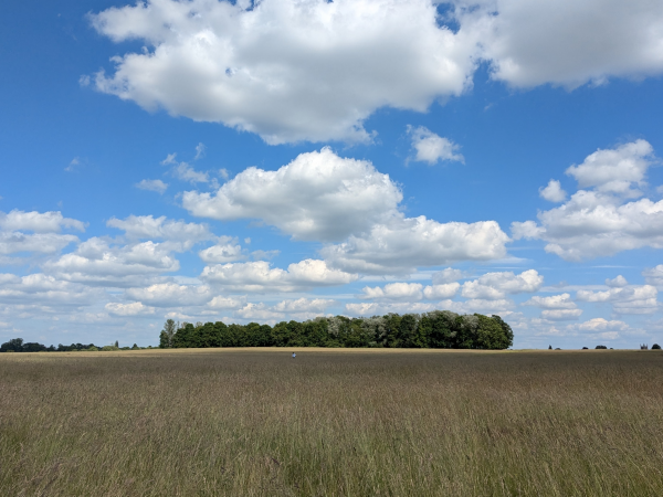 Walking Festival: Introduction to Bury Field