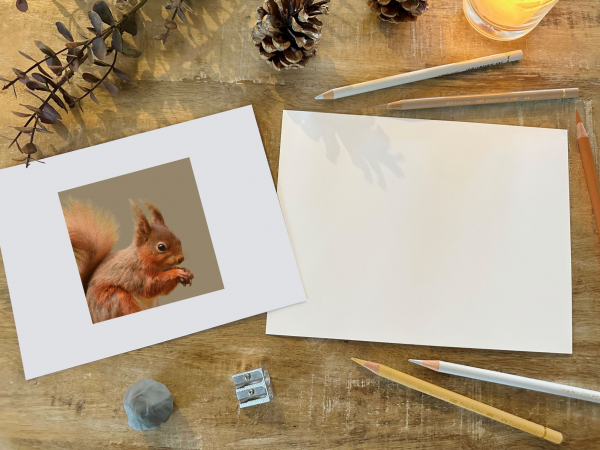 Red Squirrel Coloured Pencil Workshop at Barton Grange