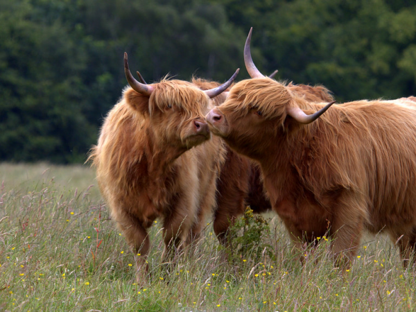Date Night at the Farm (Adults Only) SUNDAY 17TH AUGUST 5.30pm - 9pm