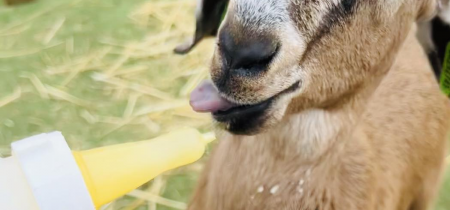 Goat Bottle Feeding Experience