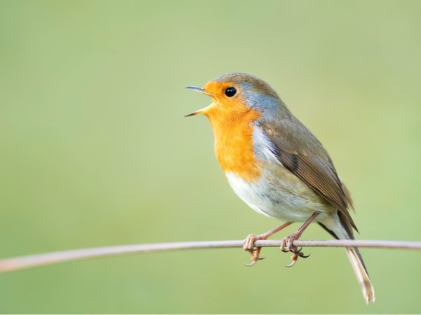 Dawn Chorus Walks with Jack Baddams