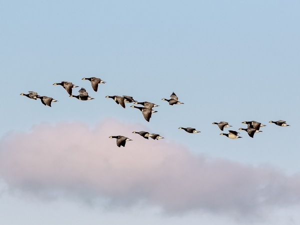 Dusk Flight