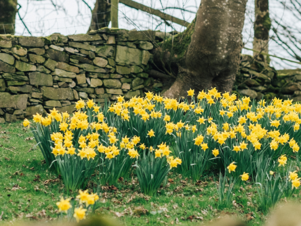 May Day at the Ulster American Folk Park