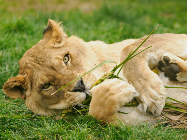 Lion Feed