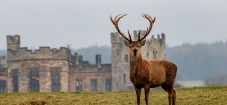 Deer Park Safari