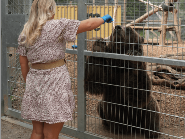 Meet Diego the Brown Bear - Animal Experience
