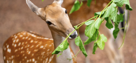 Deer Encounters