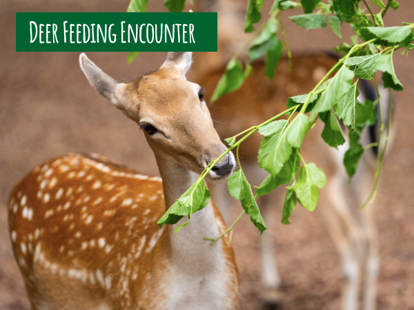 Deer Encounters