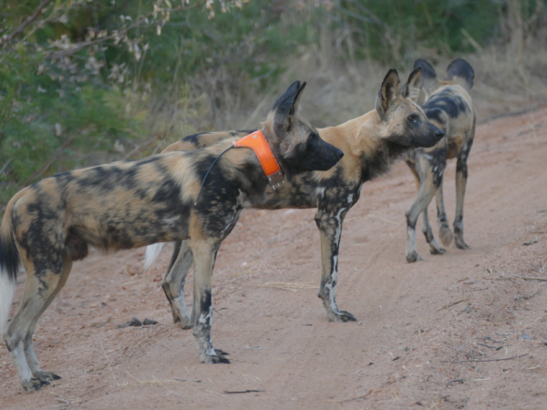 Painted Dogs: Africa’s Forgotten Predators