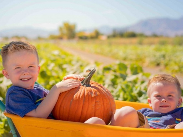 Pick Your Own Pumpkins