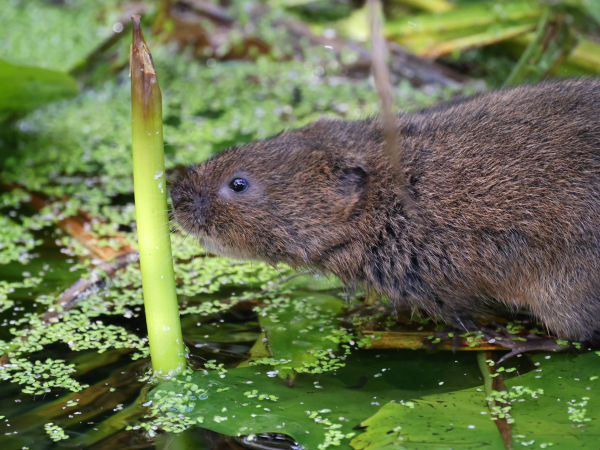 Water Voles and Wetlands