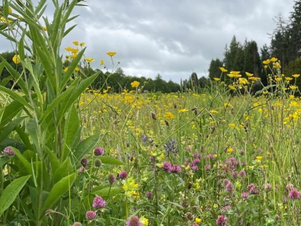 Wildflowers & More. 18th June