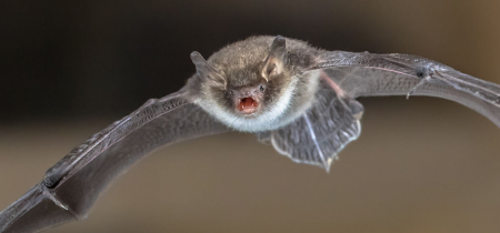 International Bat Night: Bat Walk