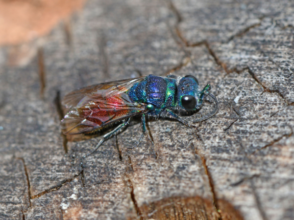 Bees and Wasps Training Course