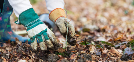 Tree Planting at Howe Park Wood