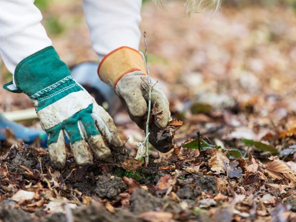 Tree Planting at Howe Park Wood