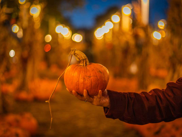 Twilight Pumpkin Patch feat. Spooky Silent Disco!