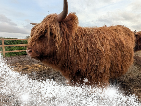 Christmas Highland Cow Experience (4-7 people)