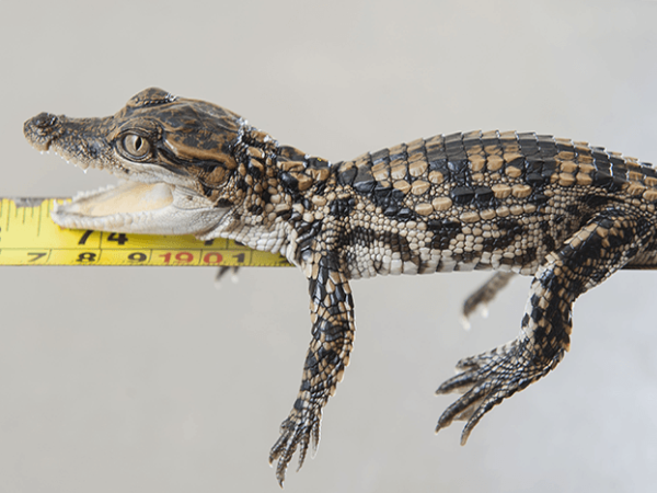 Junior Croc Keeper