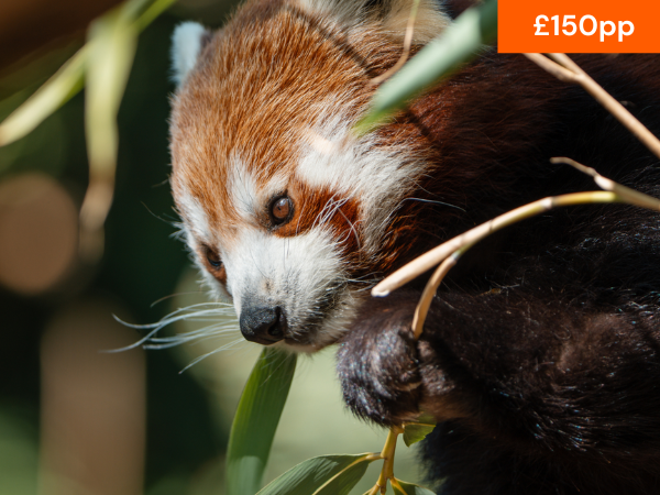 VIP RED PANDA EXPERIENCE