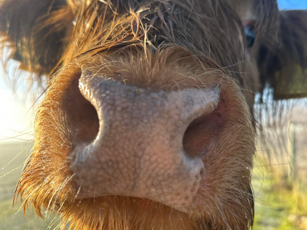 Highland Calf Experience