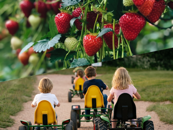 Funyard and Pick Your Own Fruit Day Pass