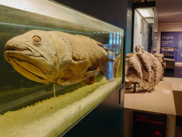 The intriguing life of the coelacanth