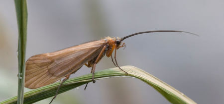 Close up view of a caddisfly perched on a blade of grass