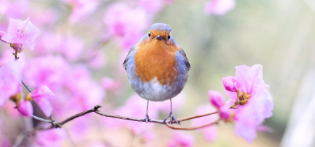 Brilliant Birds - Tuesday 9th April