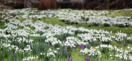 Palace Lectures: Winter Gardening and Snowdrops Walk and Talk