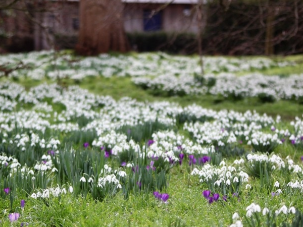 Clusters of white and snowdrops on the ground