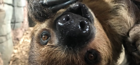 Sloth Experience - Book Now!