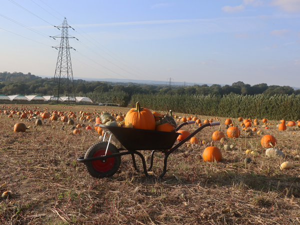 Pumpkin Festival