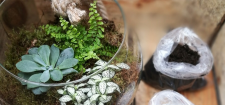 Terrarium Workshop @ Tiptree