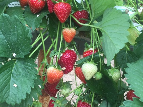 Pick Your Own Fruit Voucher - Cookham _ Postcode SL6 9RF