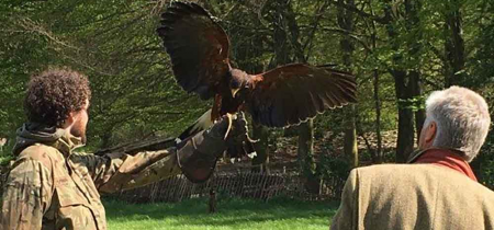 Introduction to falconry