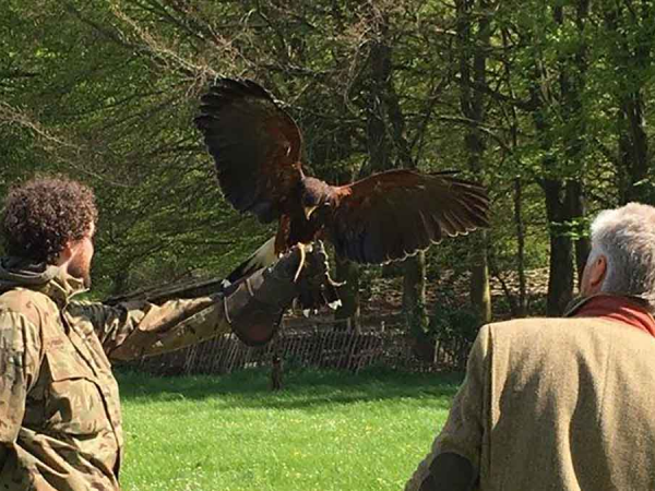 Introduction to falconry