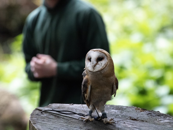 Junior Falconry