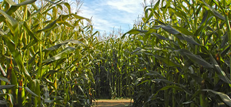 Farm and Maize Maze