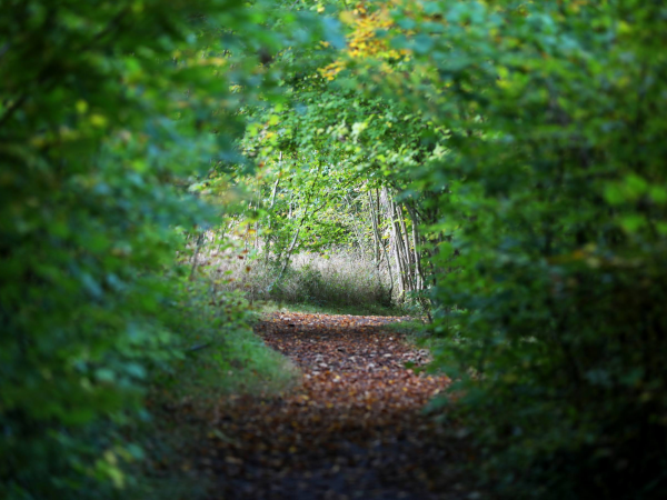 Natural navigation walk