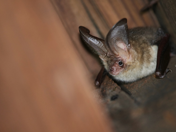 Nocturnal Discovery Walk