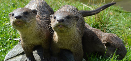 Otter Experience - Book Now!