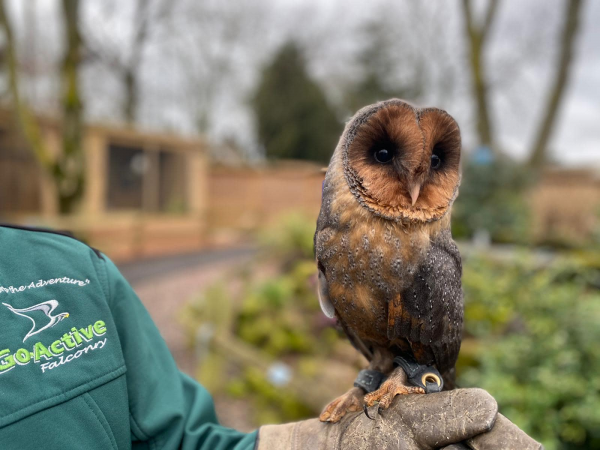 Animal Encounter - Birds of Prey