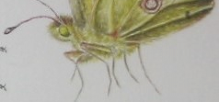 Part two of an Artistic and Scientific Appreciation of Metamorphosis – the Beautiful and Mysterious Lifecycle of Butterflies and